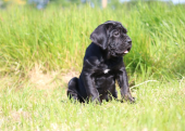 A KALİTE ÜST DÜZEY CANE CORSA YAVRULARI